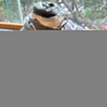 CC Scarf 180 CM In Grey Mix White Wool 421509